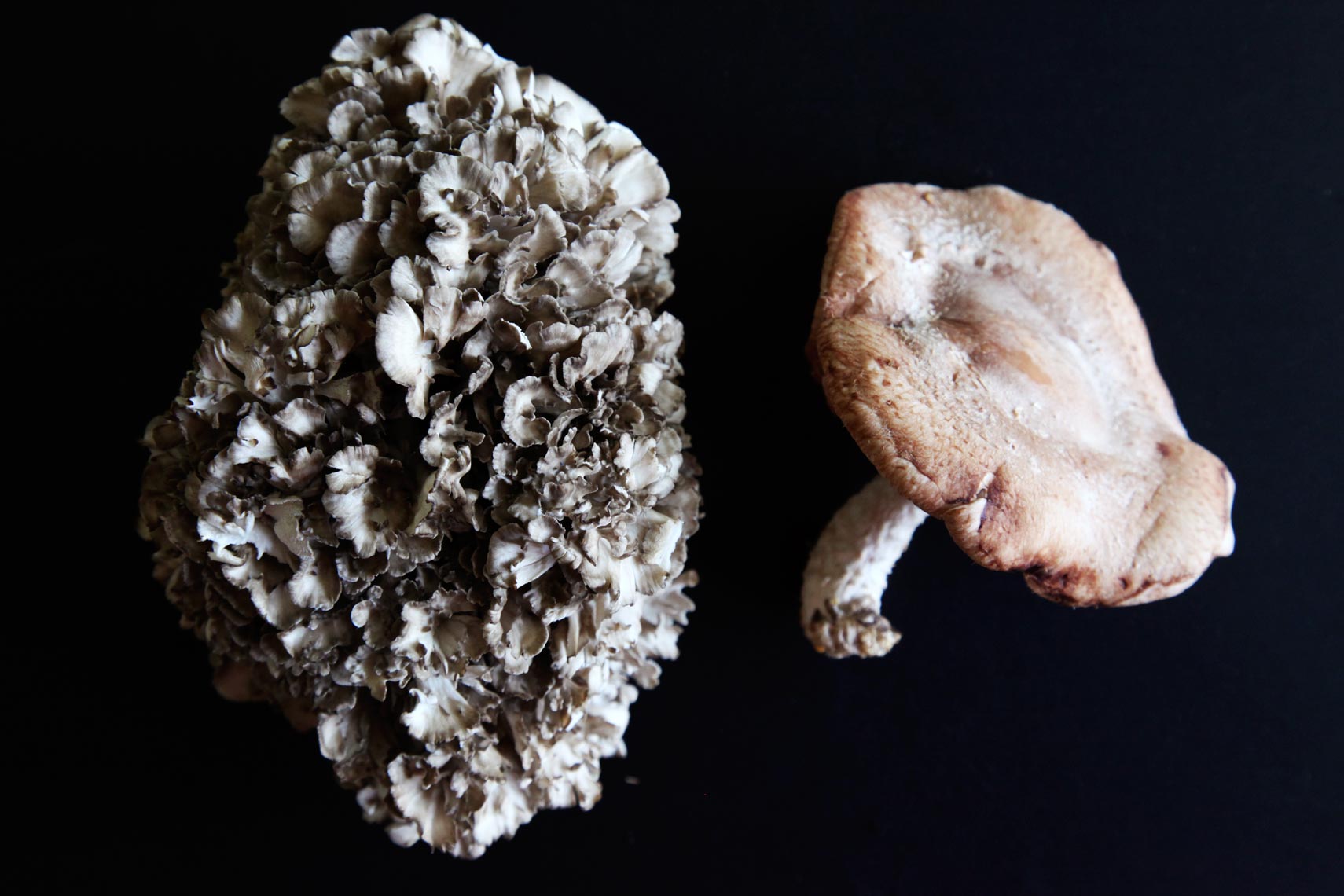horizontalmushrooms