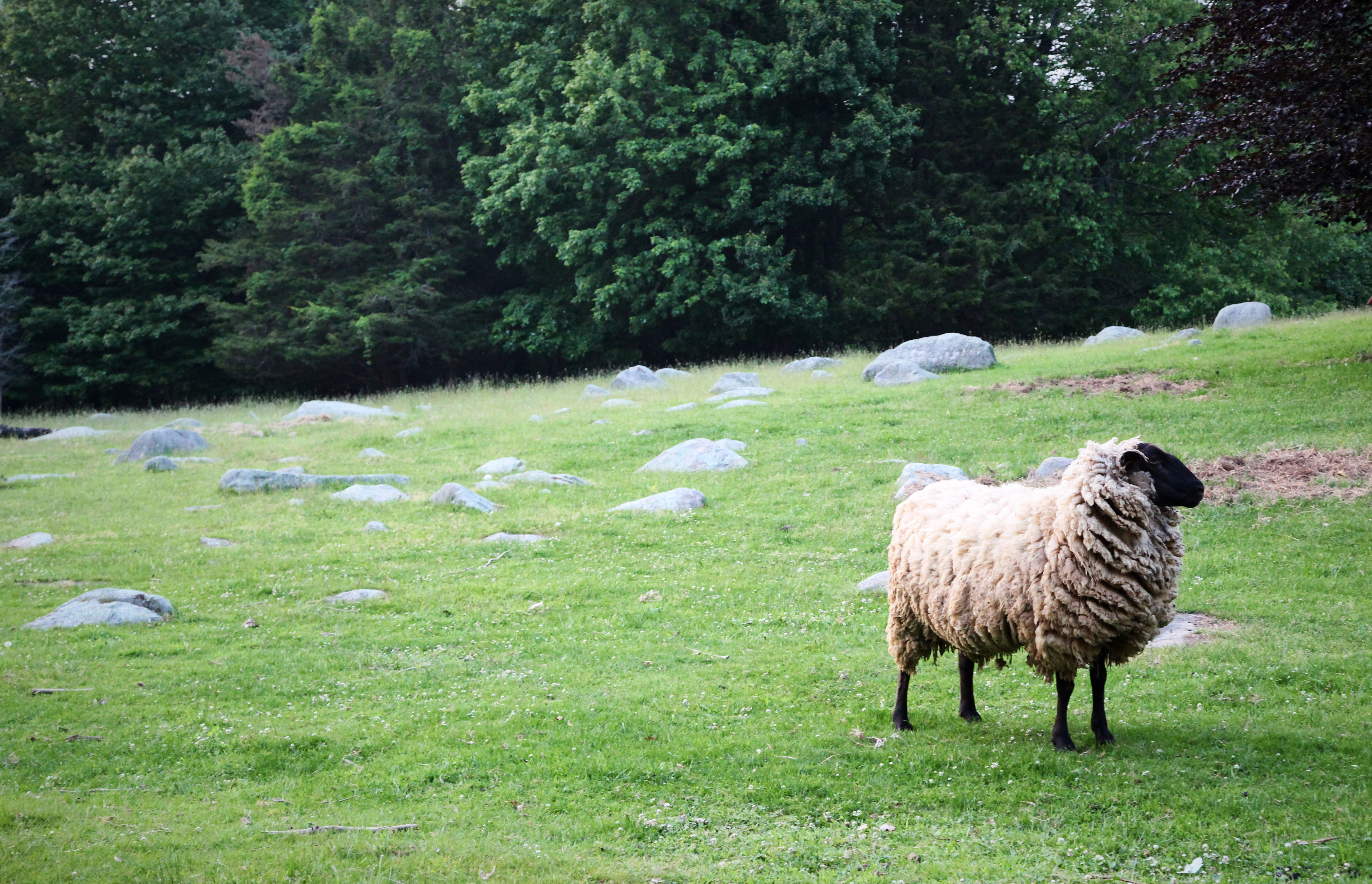 sheep2697